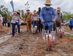 Ampera A.Y Mebas Ikut Tanam Perdana Jagung di Kelurahan Taniran