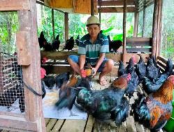 Kades Tewah Pupuh Kembangan Usaha Ternak Ayam Kampung