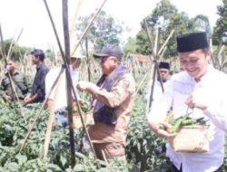 Panen Raya Cabai, Wabup”Kolaborasi Kembangkan Sektor Pangan Terintegrasi Di Kabupaten Sukabumi”