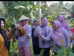 Desa Muara Kumbang Penghasil Kunyit Terbaik Di Kabupaten Ogan Ilir.