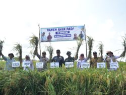 Dapat Manfaat Opla, Petani di OKI Bisa Panen Tiga Kali Setahun