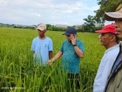 Penambahan Kuota Pupuk di Kabupaten Jeneponto, Sulsel