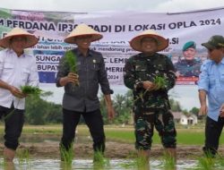 Kebut Optimasi Lahan, Petani OKI Tanam Padi IP 300